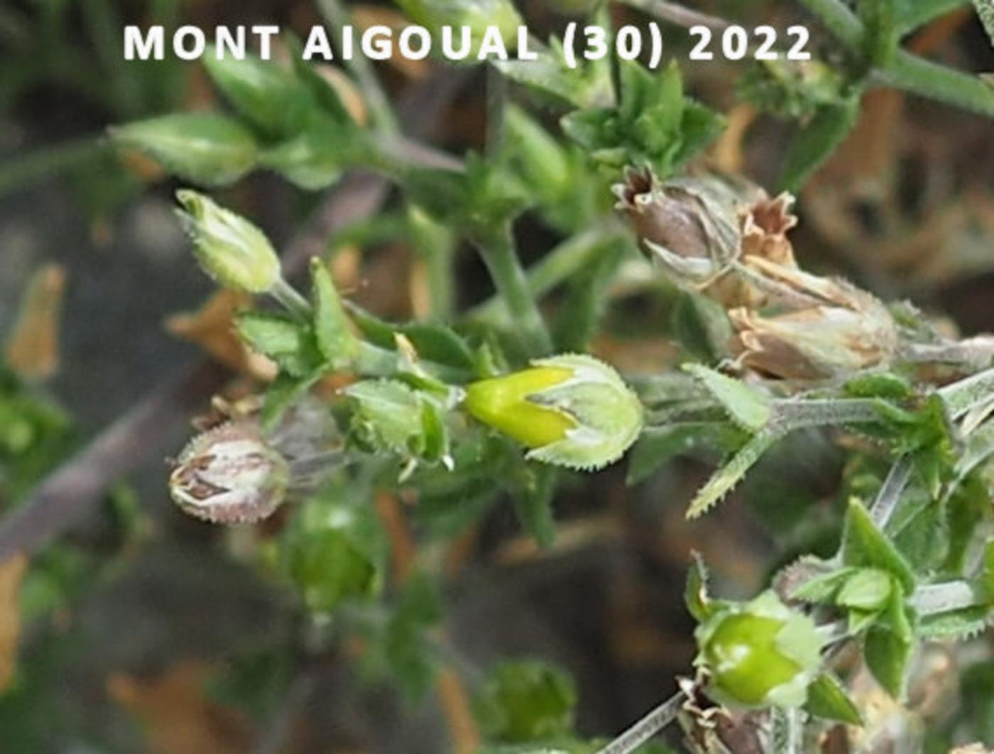 Sandwort, Thyme-leaved fruit